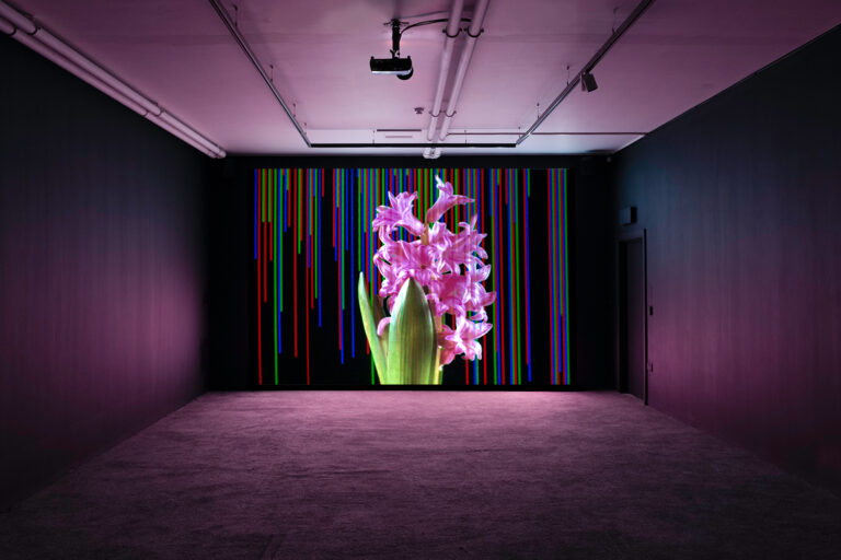 A pink flower with green leaves is projected on a wall in a dark room and there are think vertical blue red and green glitch lines of various interfering with the flower.